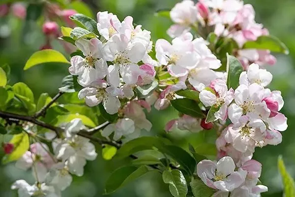 Яблоня Весна цветение