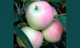 Яблоня Весна урожайность