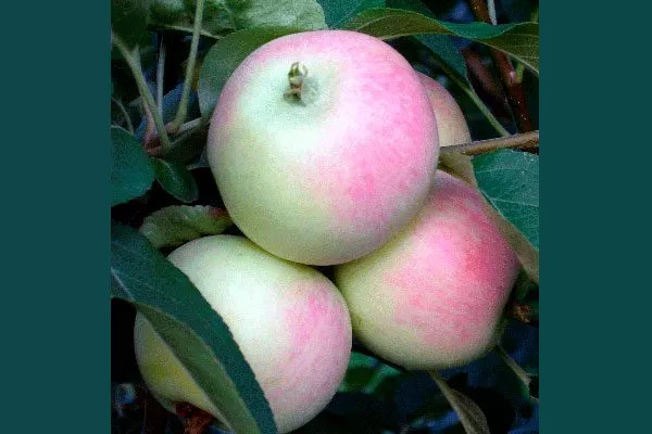 Яблоня Весна урожайность