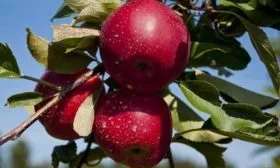 яблоня Вильямс Прайд