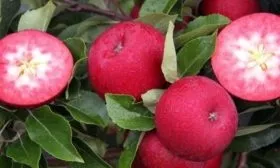 яблоня Винерпо