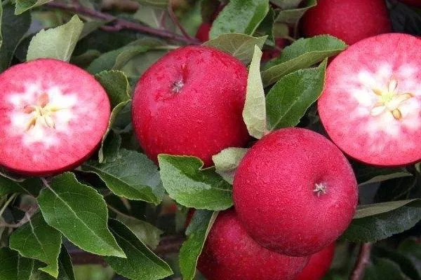 яблоня Винерпо