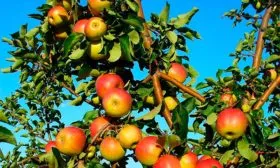 Яблоня Жигулёвское дерево