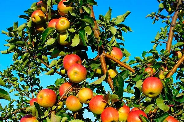 Яблоня Жигулёвское дерево