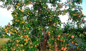 Яблоня Жигулёвское описание дерева