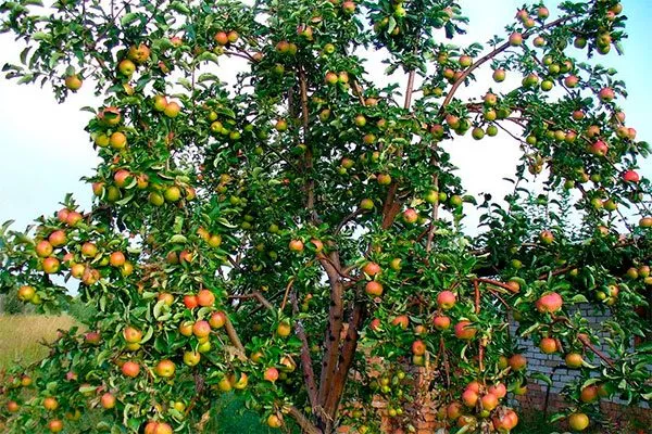 Яблоня Жигулёвское описание дерева