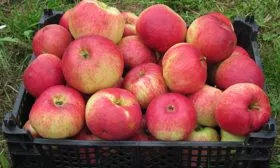 Яблоня Жигулёвское сбор урожая