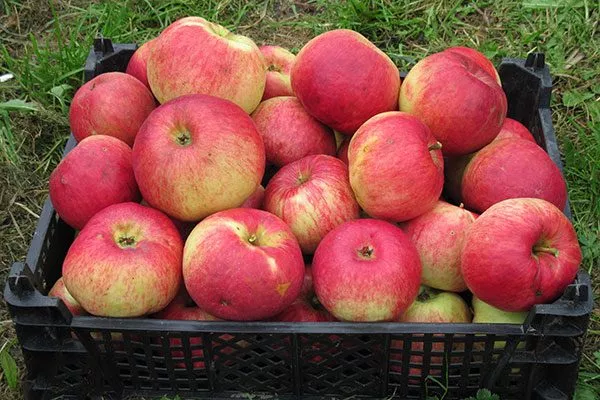 Яблоня Жигулёвское сбор урожая