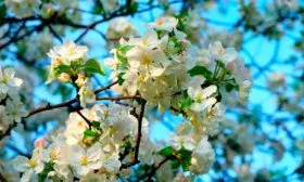 Яблоня Жигулёвское цветение