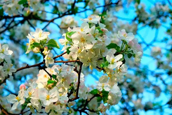 Яблоня Жигулёвское цветение