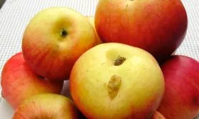 Яблоня Жигулёвское вкус