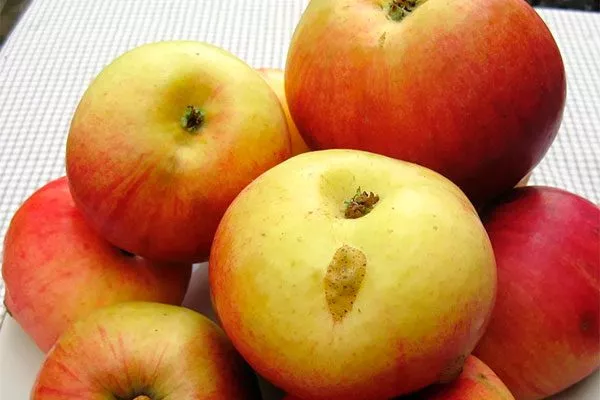 Яблоня Жигулёвское вкус