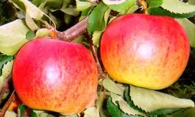 Яблоня Жигулёвское яблоки