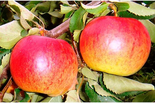 Яблоня Жигулёвское яблоки