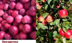 Яблоня Звёздочка