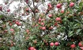 Яблоня Звёздочка дерево