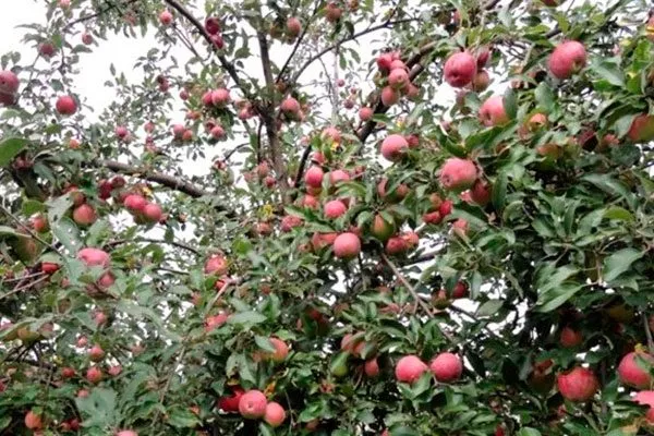 Яблоня Звёздочка дерево