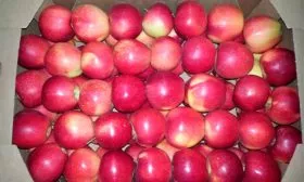 Яблоня Звёздочка хранение