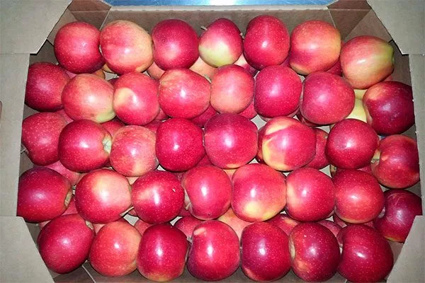 Яблоня Звёздочка хранение