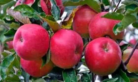Яблоня Звёздочка плоды