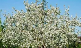 Яблоня Звёздочка цветение