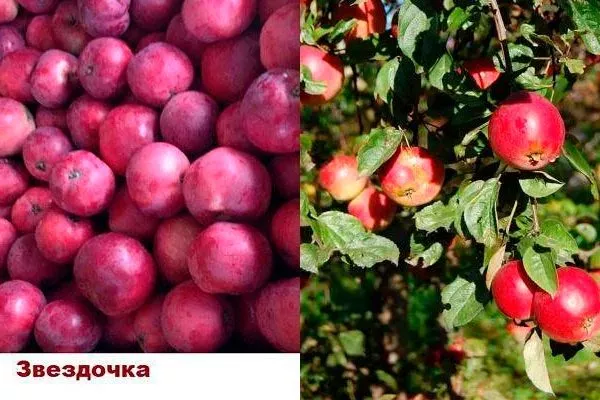 Яблоня Звёздочка