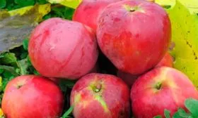 Яблоня Звёздочка2