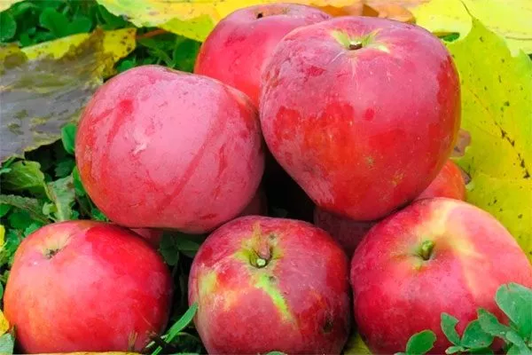 Яблоня Звёздочка2