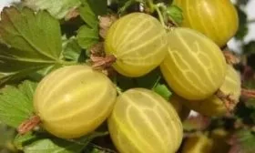 ягоды крыжовника Куршу Дзинтарс