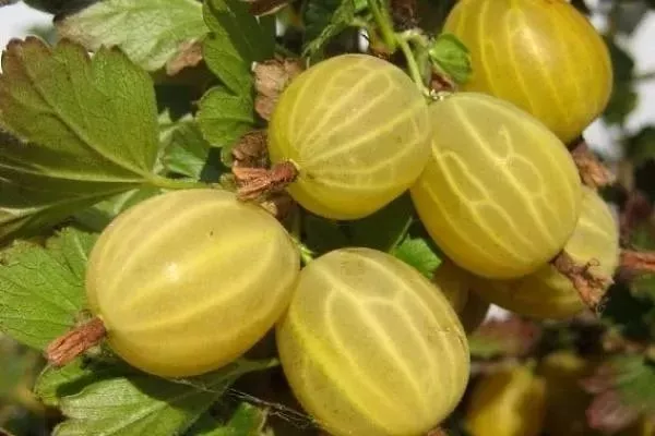 ягоды крыжовника Куршу Дзинтарс