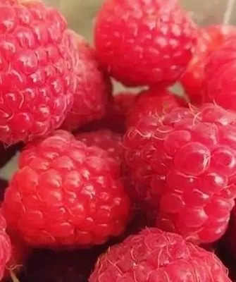 ягоды малины Мария