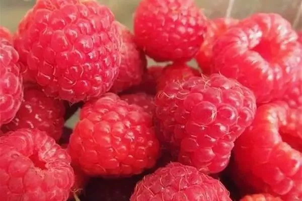 ягоды малины Мария