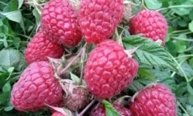 ягоды малины Пересвет