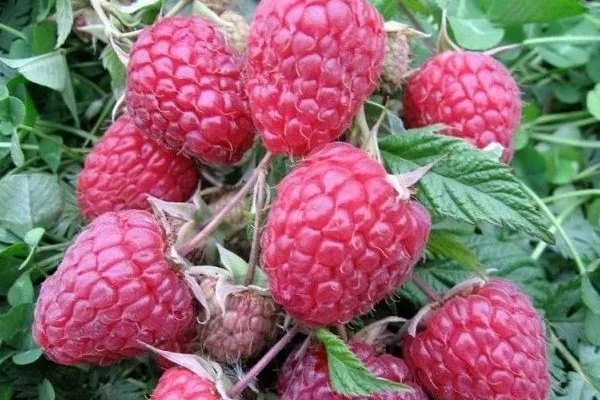 ягоды малины Пересвет