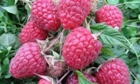 ягоды малины Поклон Казакову