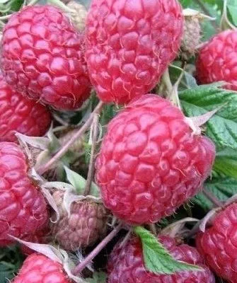 ягоды малины Поклон Казакову