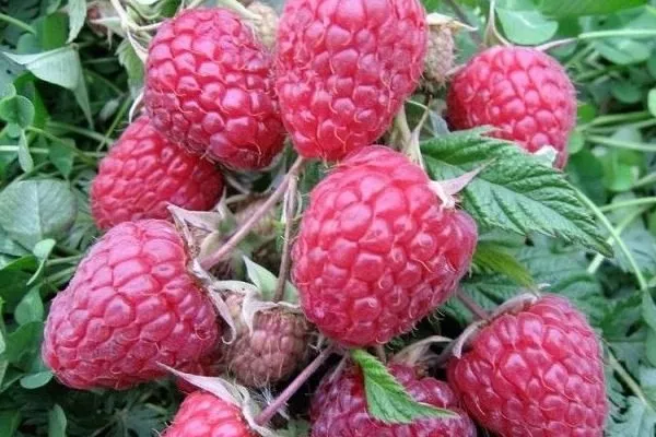 ягоды малины Поклон Казакову