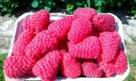 ягоды малины Соколица