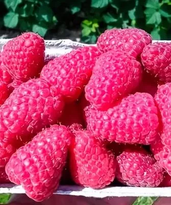 ягоды малины Соколица