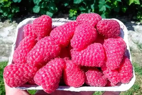 ягоды малины Соколица