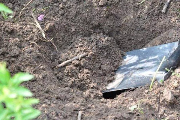 яма для посадки яблони Символ