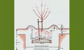 яма для яблони Валюта