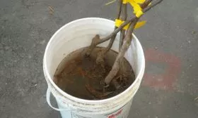 Замачивание яблоня Услада