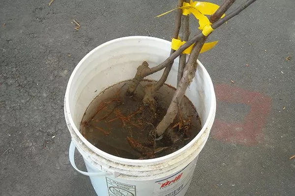 Замачивание яблоня Услада