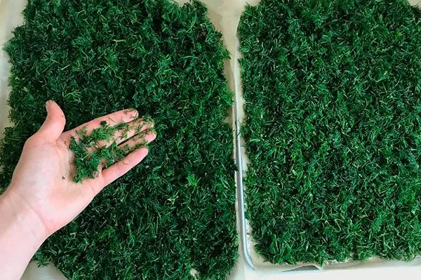 ЗАморозка укропа Мамонт2