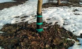 Защита от мороза и грызунов яблони Алеся