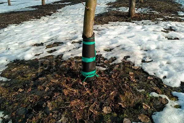 Защита от мороза и грызунов яблони Алеся