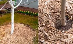 Защита от мороза и грызунов яблоня Чемпион