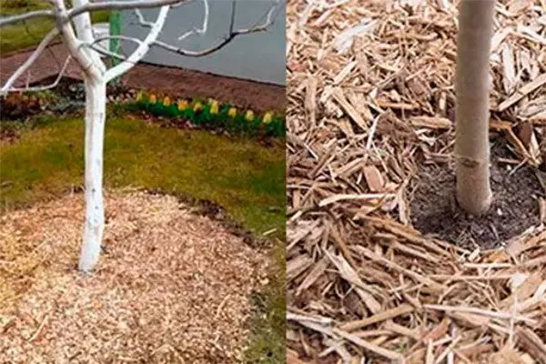 Защита от мороза и грызунов яблоня Чемпион