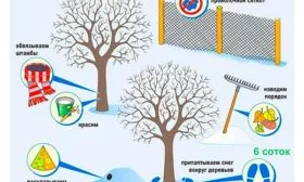 Защита от мороза и грызунов яблоня Орлик